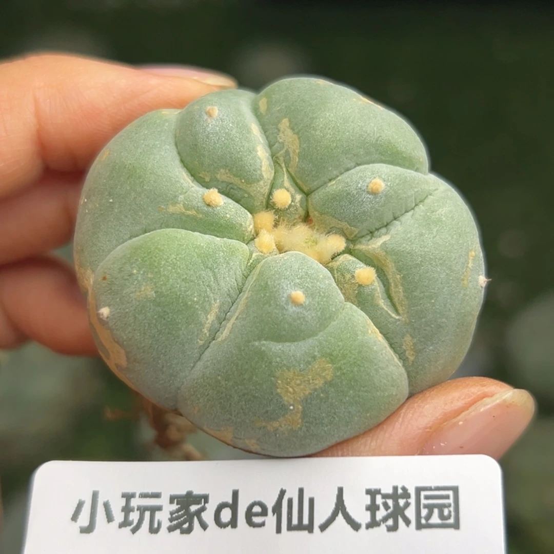 萌****录394 仙人球的比赛