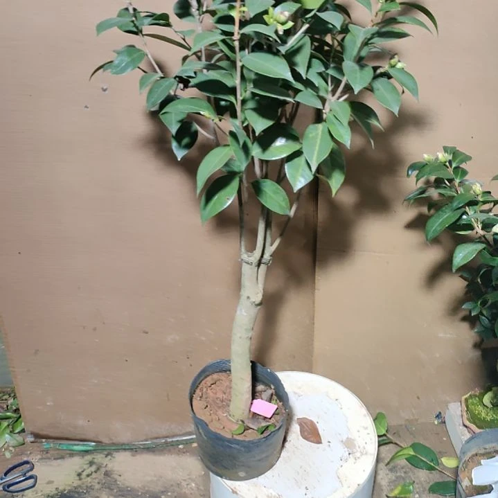 989紫金冠，原盆原土发货，不包邮