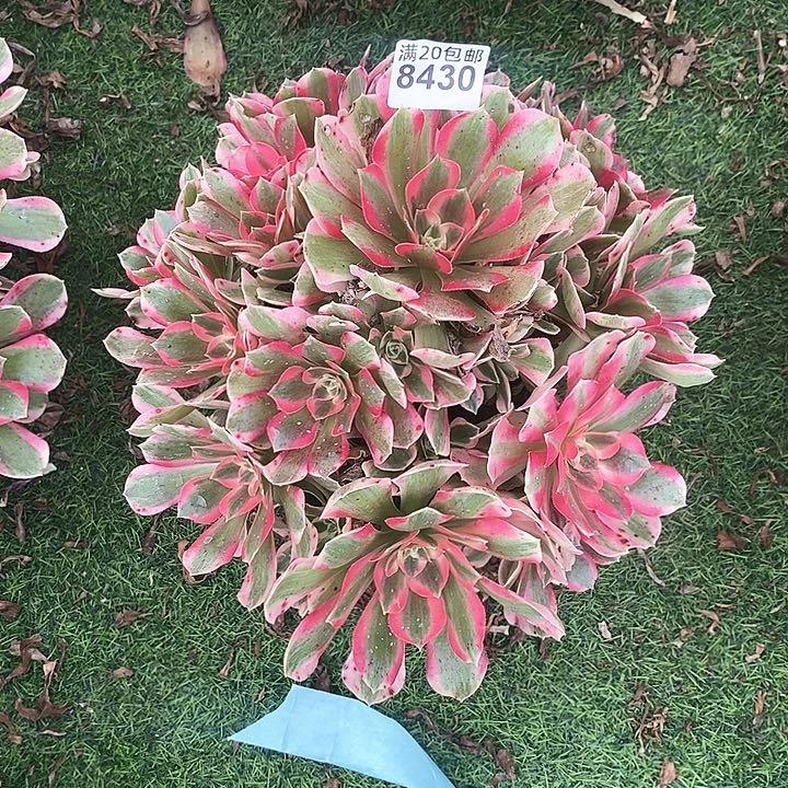 彼*8430 一颗男神法师