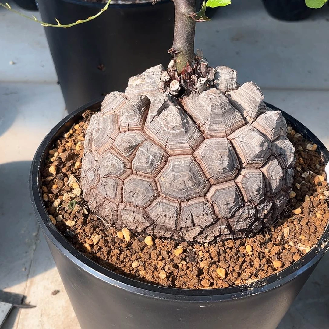 潮流植物黑皮剑甲南非龟，14.7公分