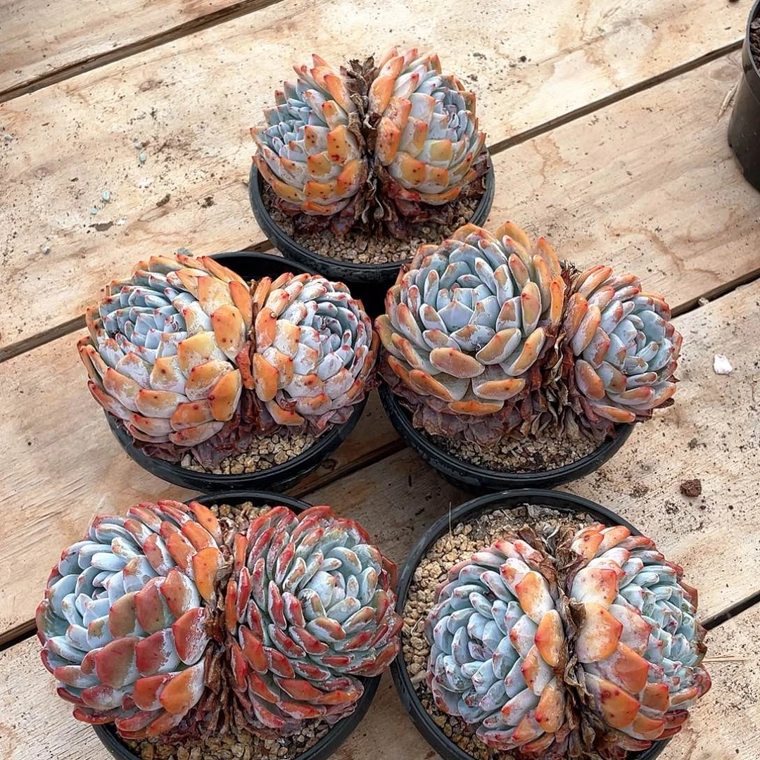 161多肉植物多肉植物