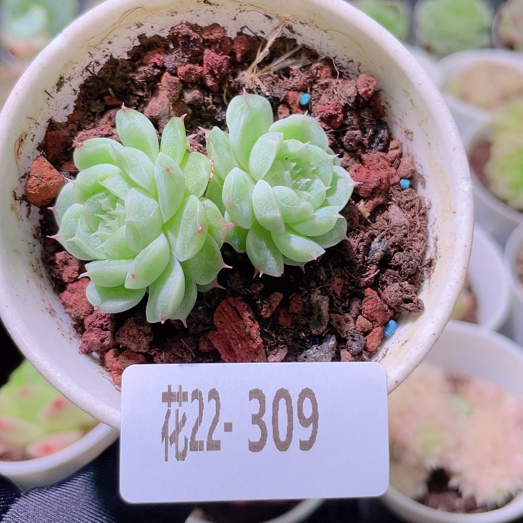 花利美22-309海王