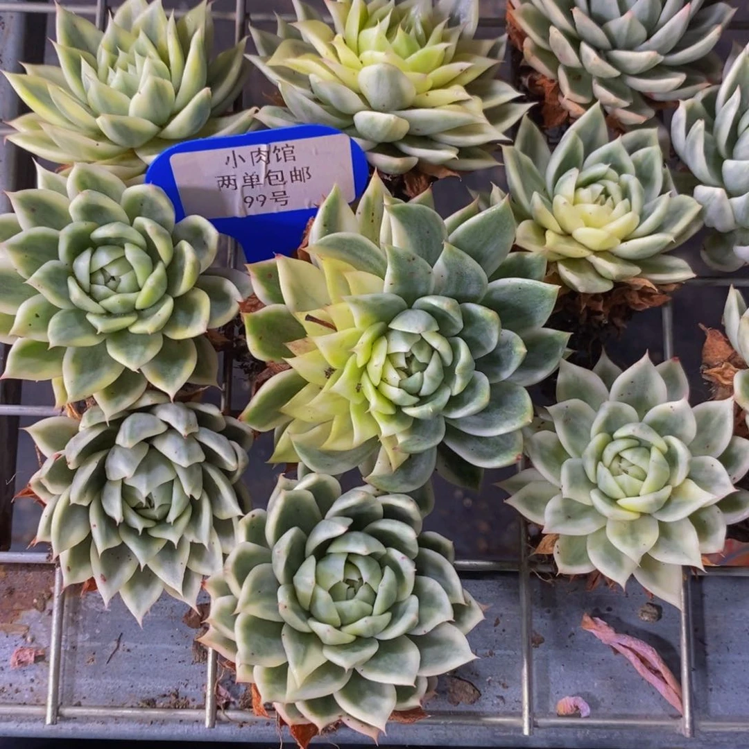 99-精品玉蝴蝶锦买一送一 两个