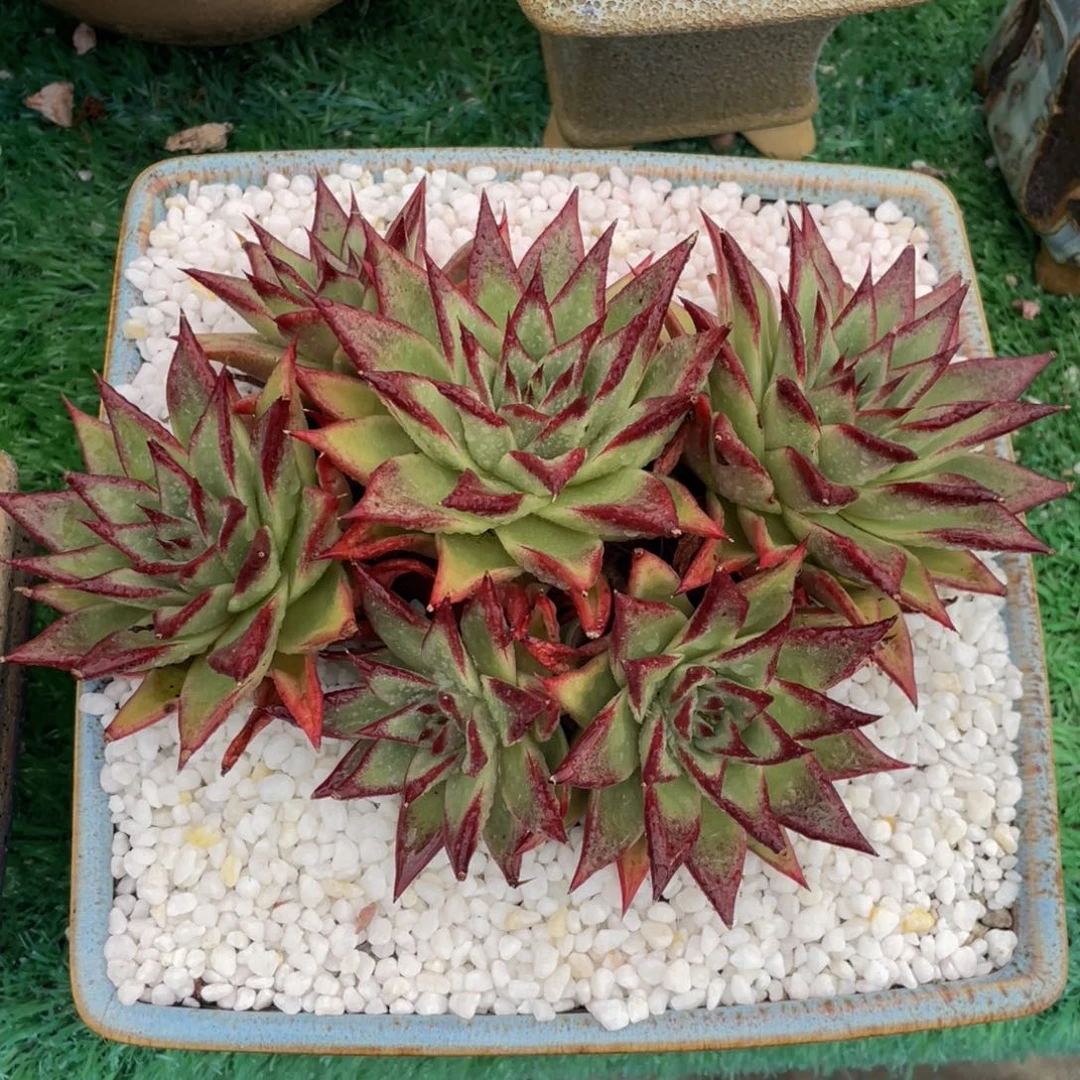 小***️小火苗多肉植物盆栽多肉