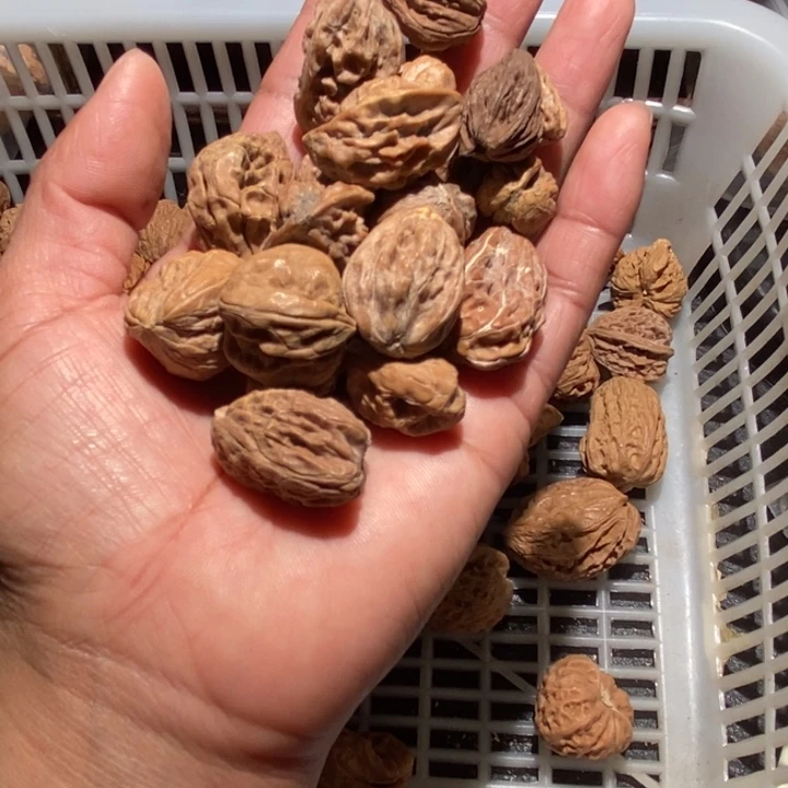 泽***亿核桃异形小籽打包