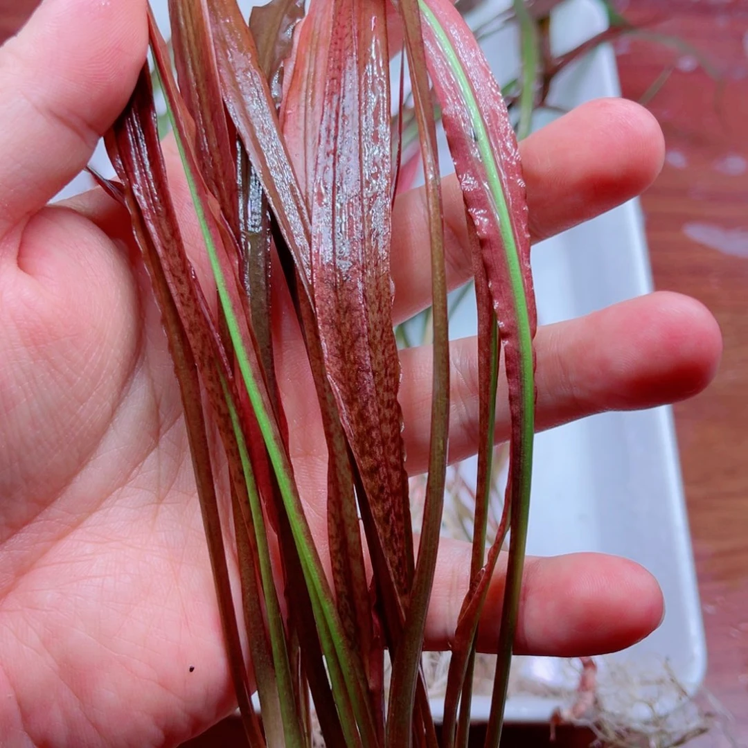 老虎椒草3颗一份哇塞好