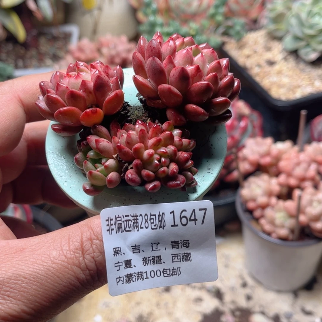 【闪购商品】1647红宝石无土栽培