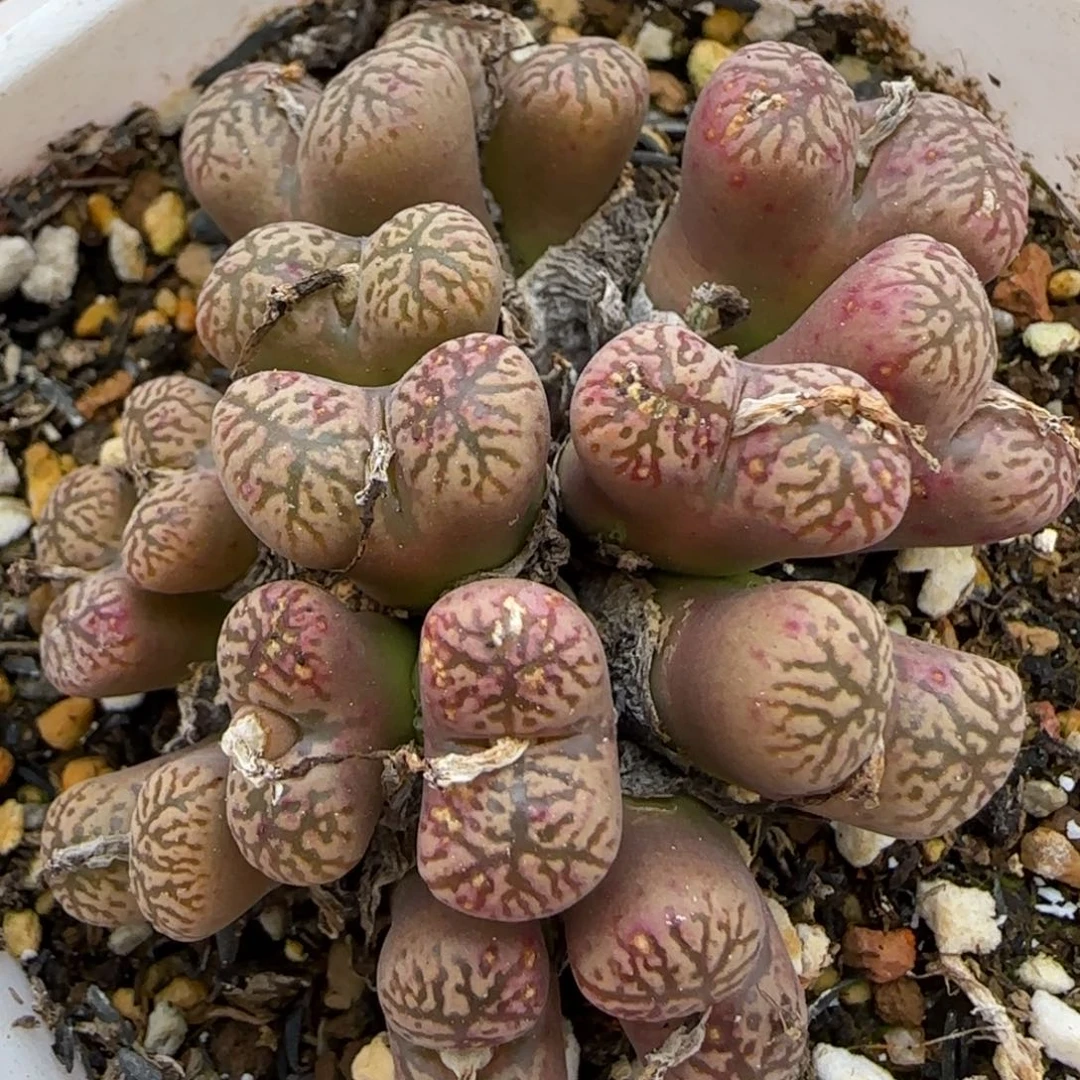 1.20 上播福利 鸟哈尼 6005