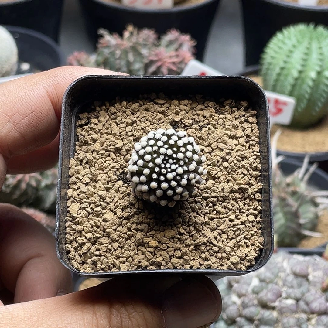 松针牡丹 带盆土发货