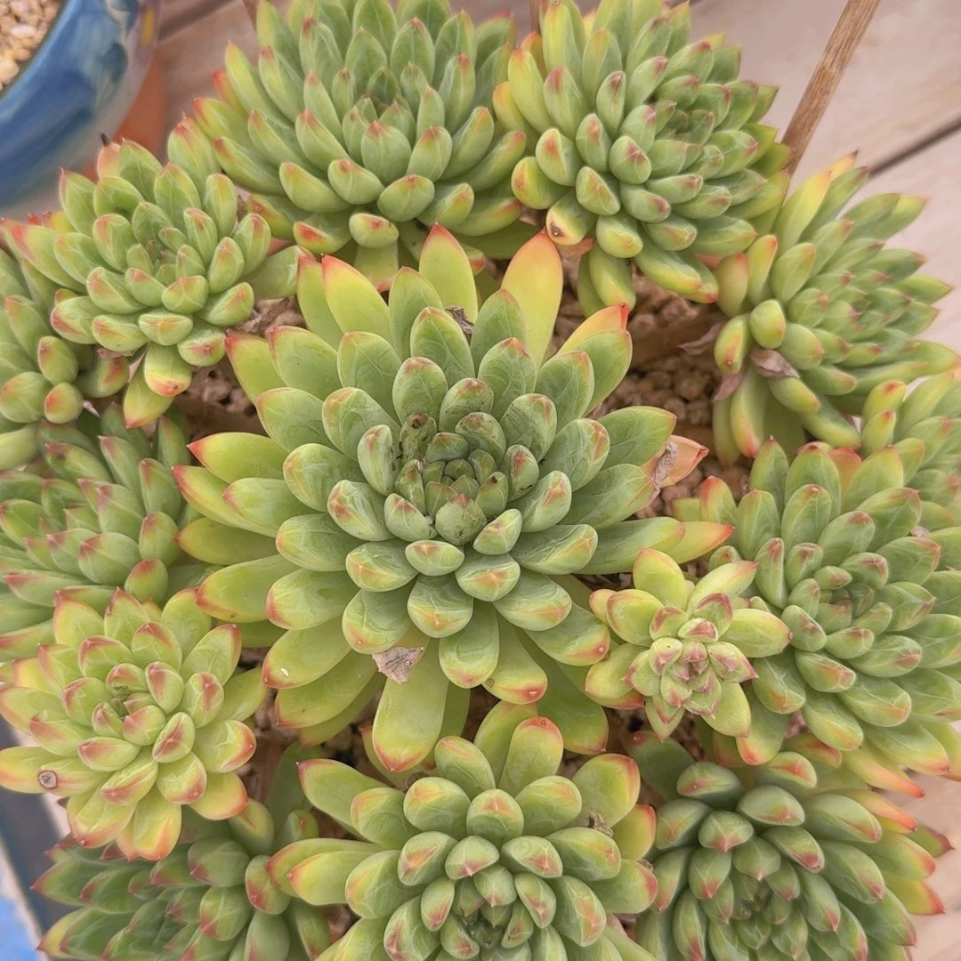 1305星际迷航凡艺多肉