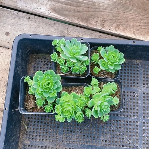 【闪购商品】5盆山地玫瑰组合