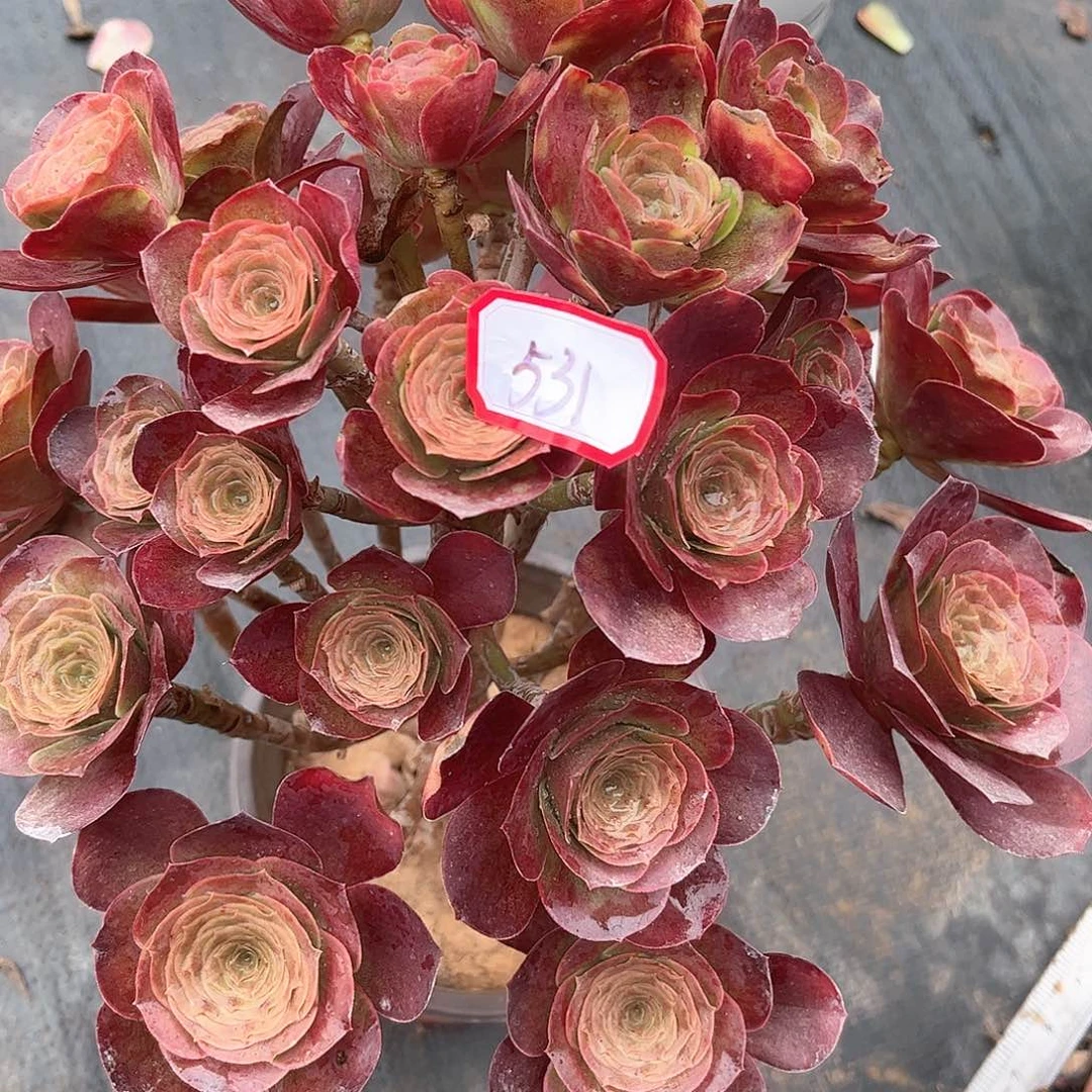 多肉植物531看多肉酱