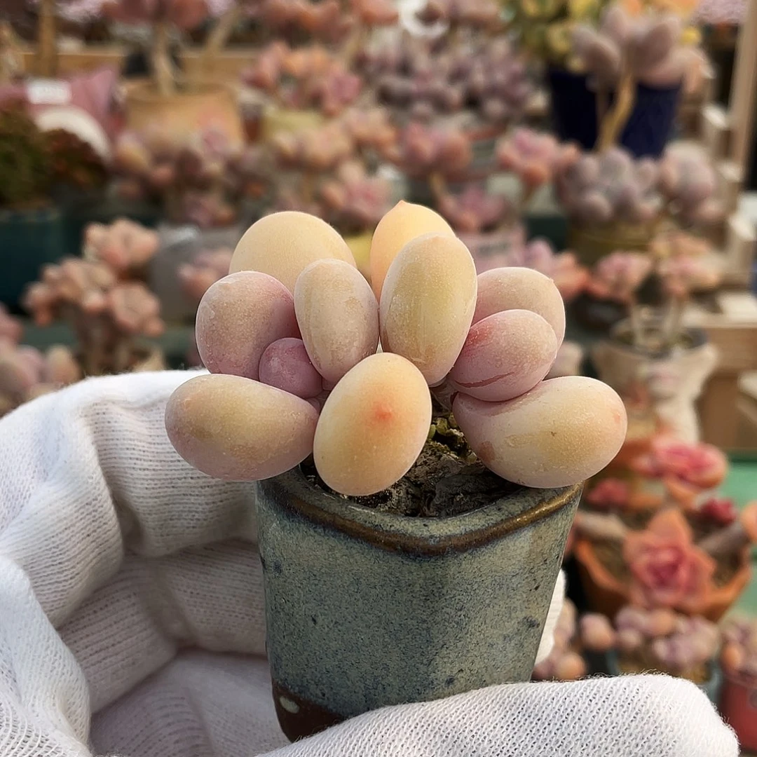 装***头多肉植物的生长发育