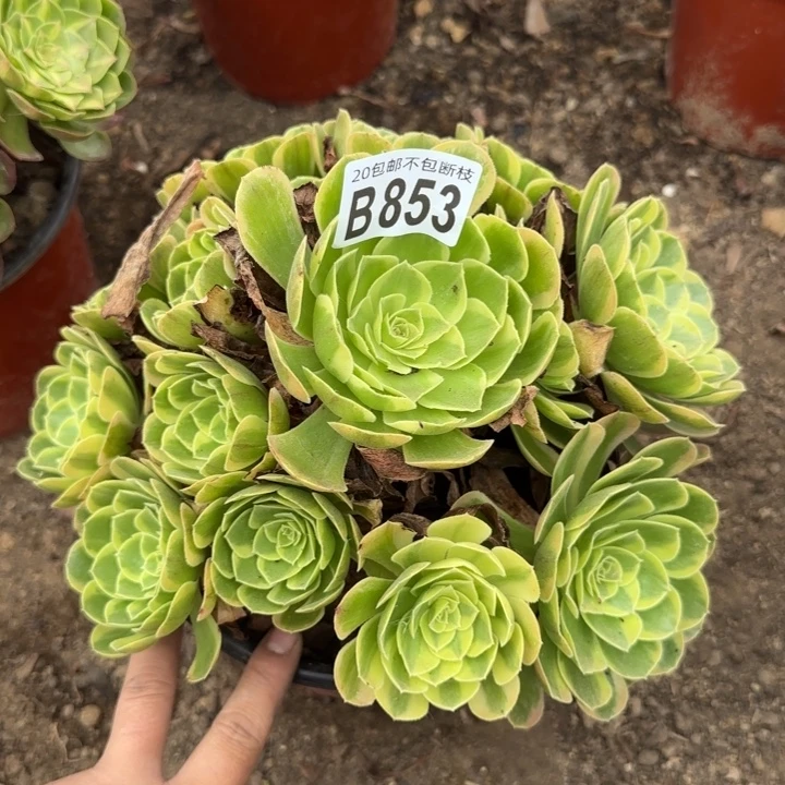 奶白……多肉植物……