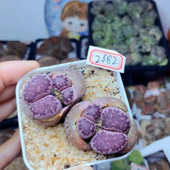 樱桃爱妃们的美肉