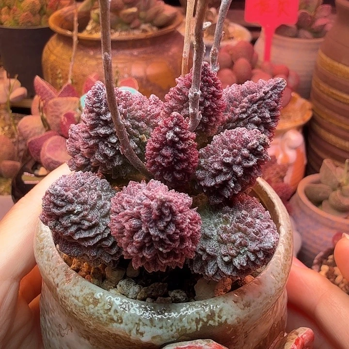 朱紫玉。