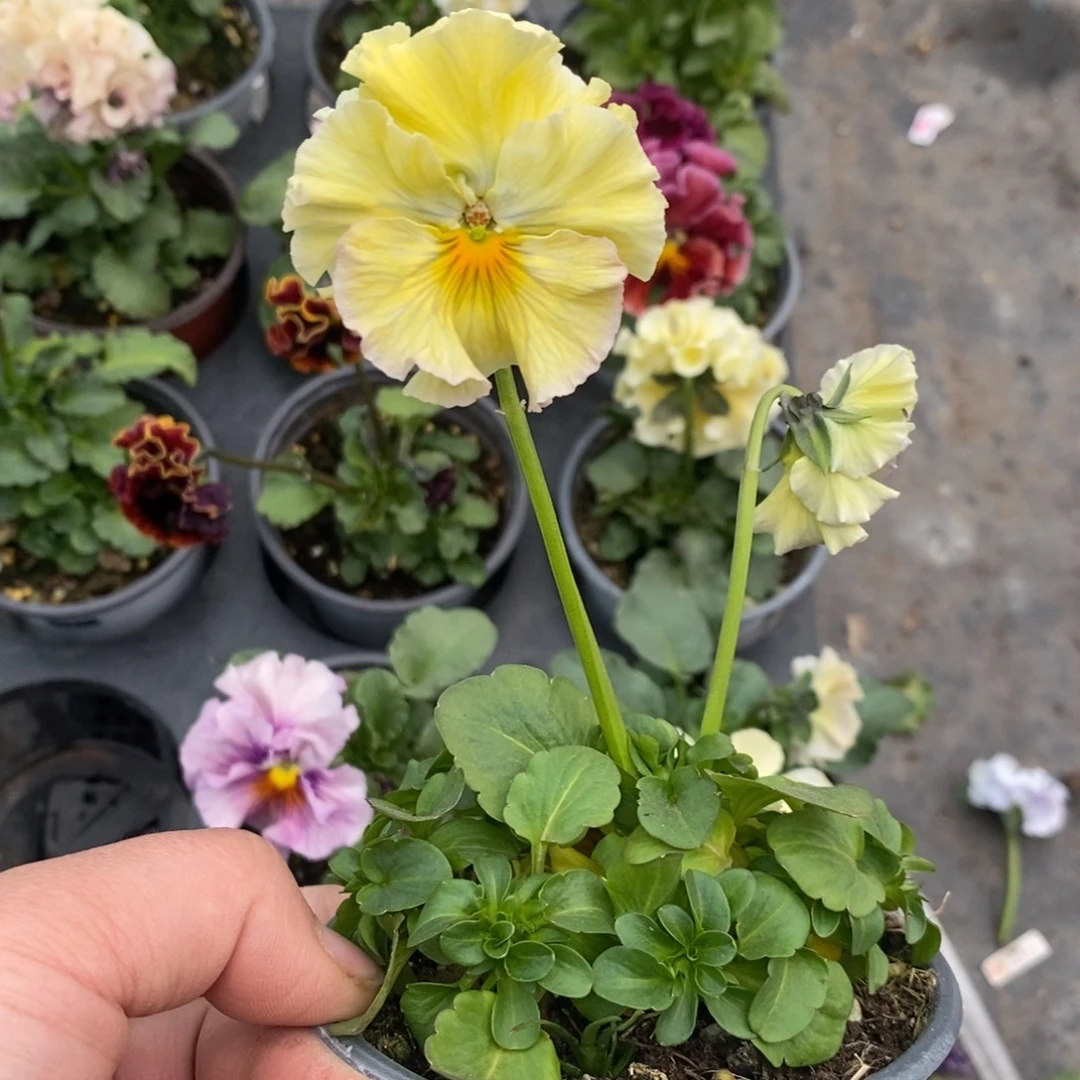 完全开放0144号不售后