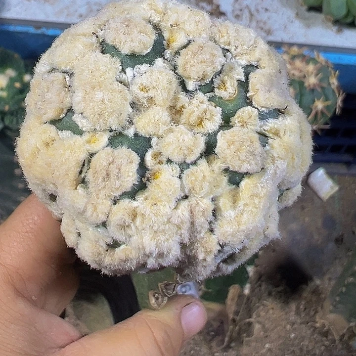 花园兜046仙人球开花