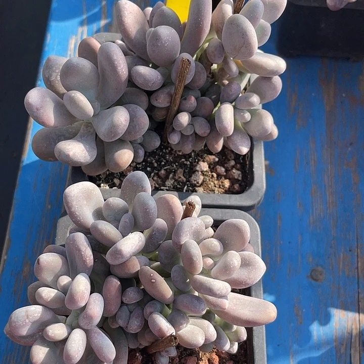 两盆群生程雪球多肉171