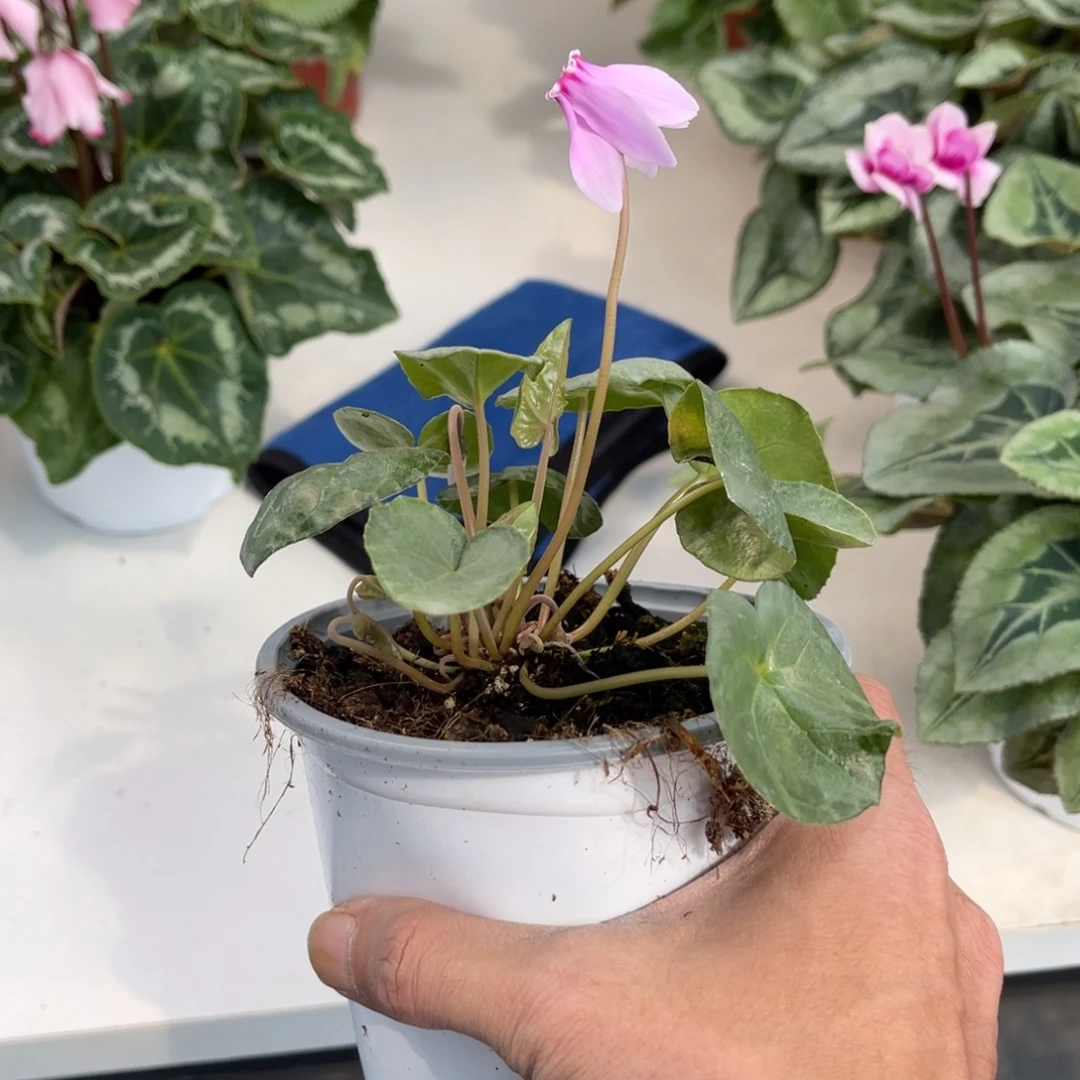 完全开放孤品120盆径地中海