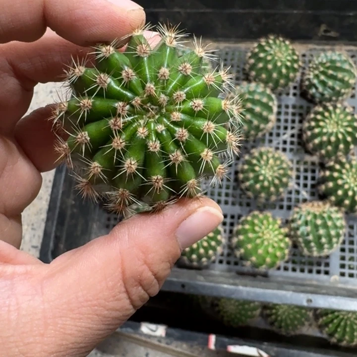 241彩草雅典娜歪无根侧牙4公分左右，
