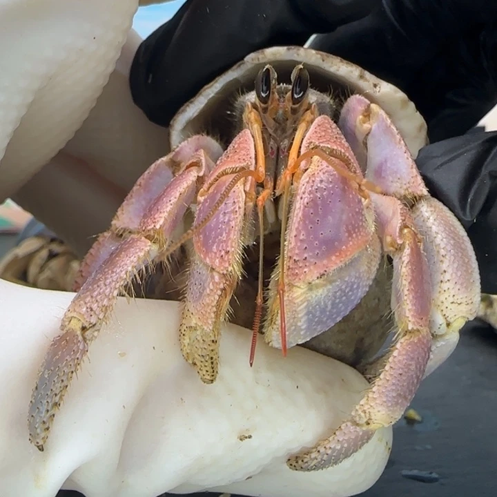 A38紫粉 灰白2.6cm口径