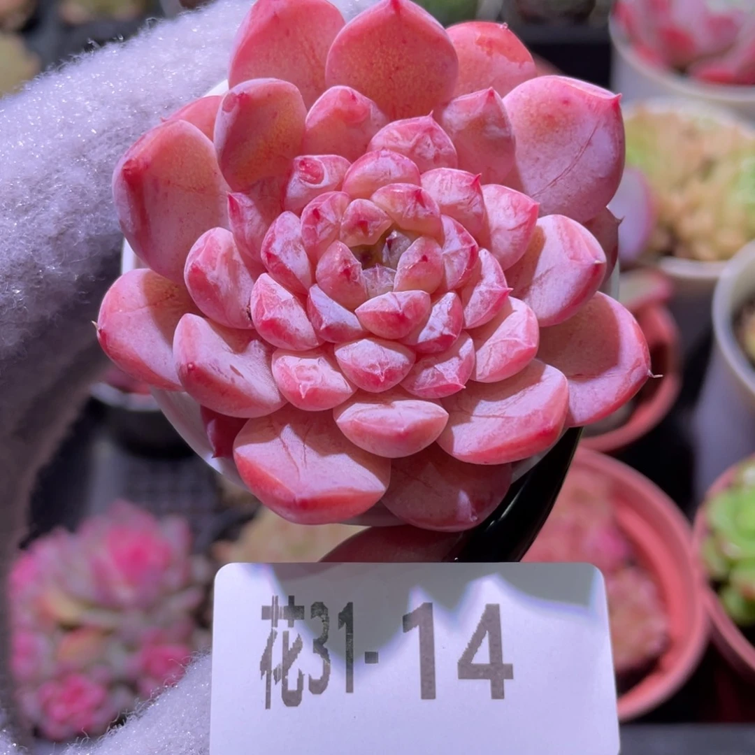 花利美31-14果汁单头