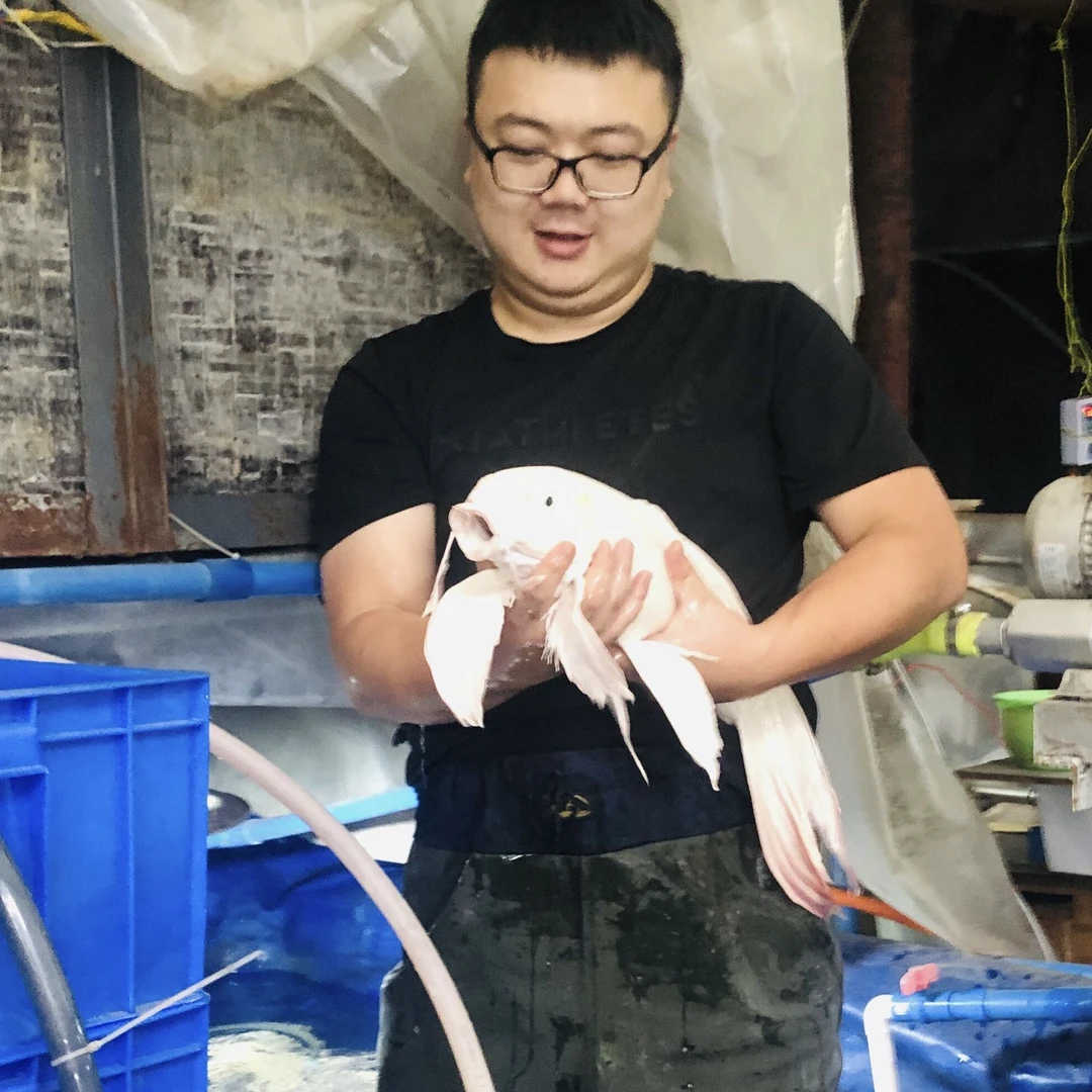 台湾蝴蝶鲤3厘米寸片纯种圆手鳍批发大鳍尾观赏鱼好养耐活冷水鱼