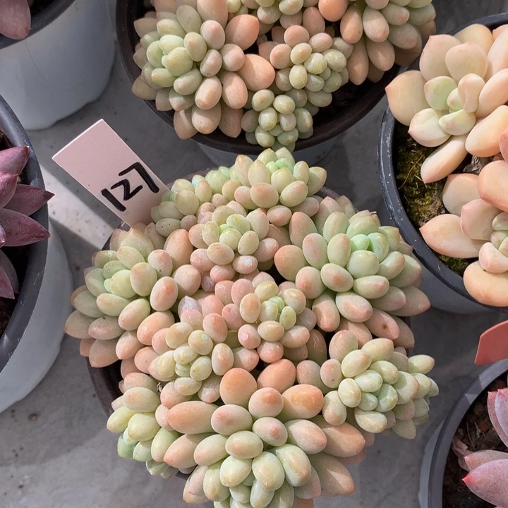 多肉植物72626262727