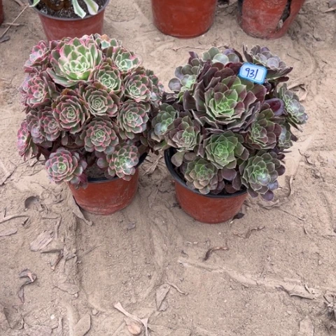 931多肉植物组合，