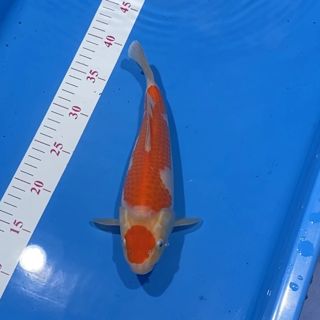 阪井出品纽约小姐红白锦鲤母（xiaozhang）【实以直播间为准】