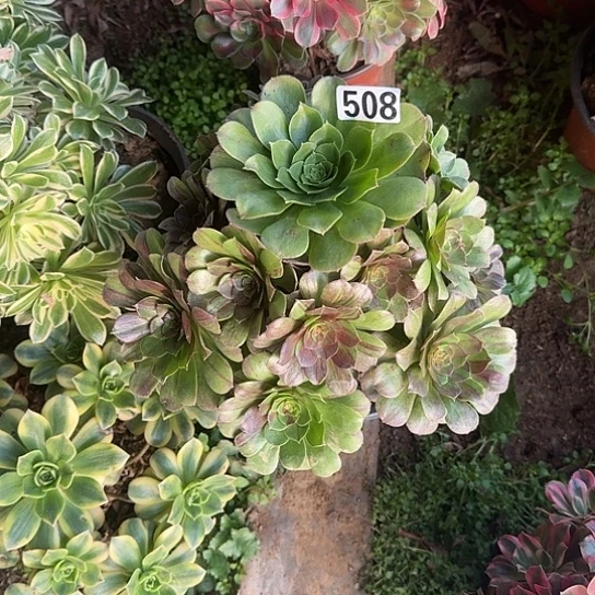 无花朵花月夜508号不包断枝