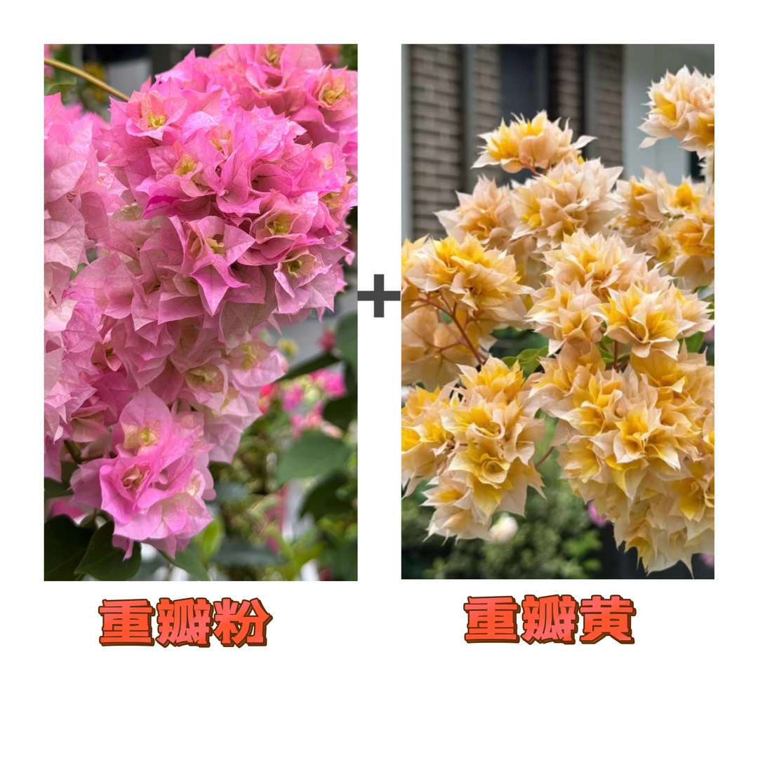 （重瓣粉+重瓣黄金）到手2棵 三角梅 带图带根带枝叶（不带花不带盆）