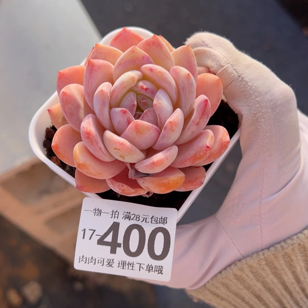 橙梦露多肉多肉多肉多肉