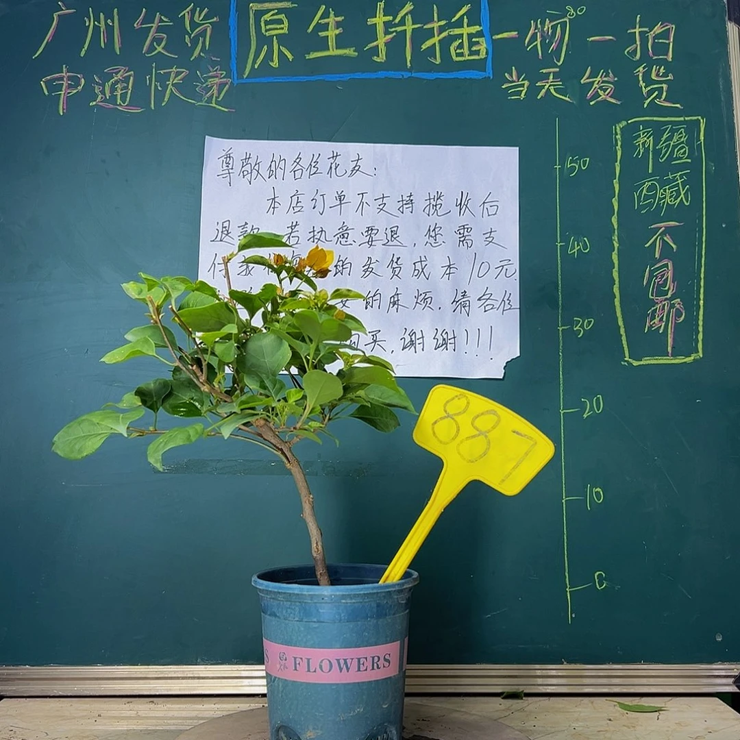 当前无花栽培后可以开花  柠檬黄  887