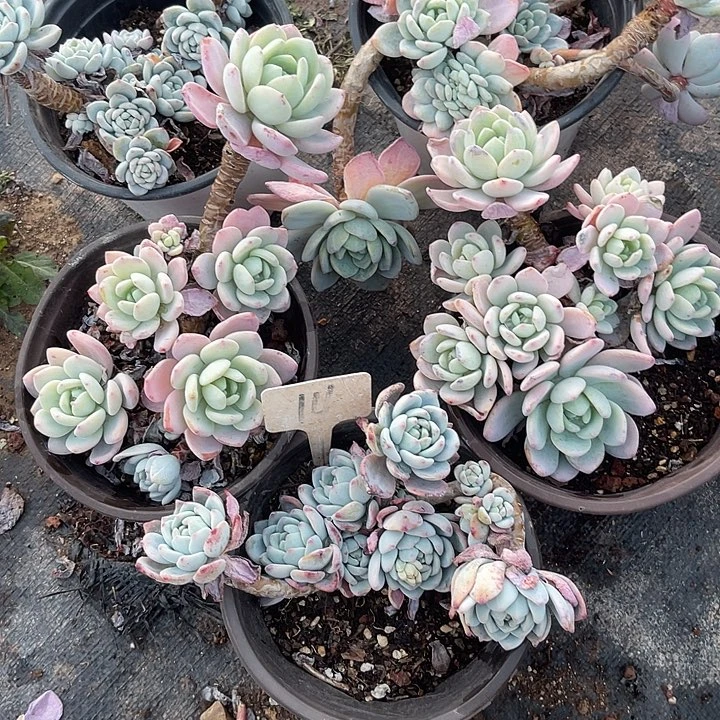 ᨳ***ᐝ你的时候就是在别人身边14