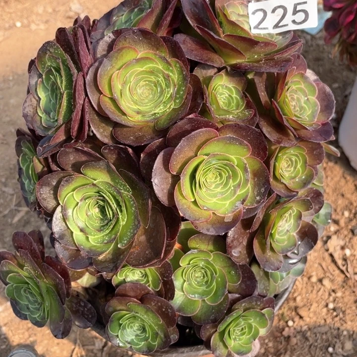 225多肉植物魅金玫瑰有砍