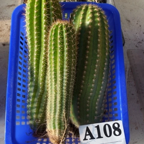 种子苗毛花柱a 108