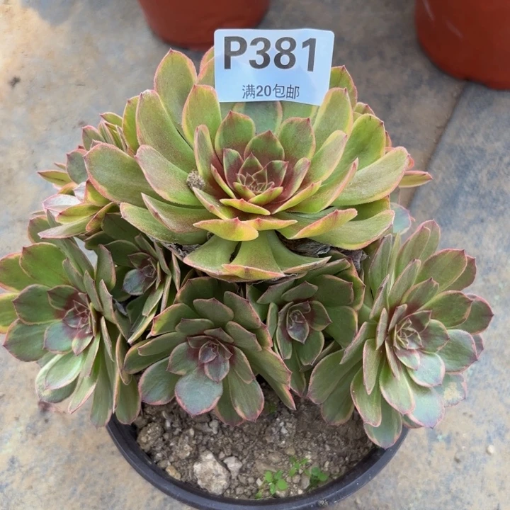 瑞妈多肉植物，381半夏