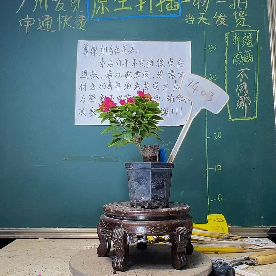 当前无花栽培后可以开花塔紫掌中宝 粗坨坨 1403