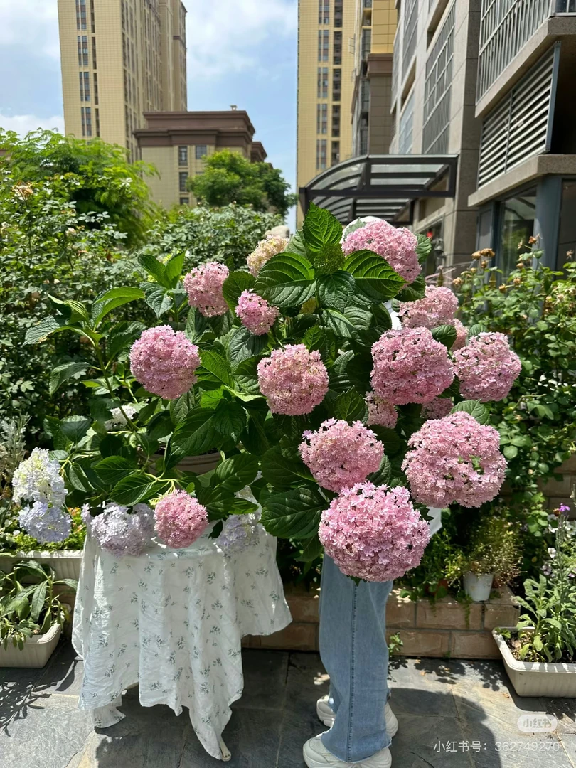 （花手鞠）重瓣绣球花适合阳台庭院种植，云南昆明基地直发