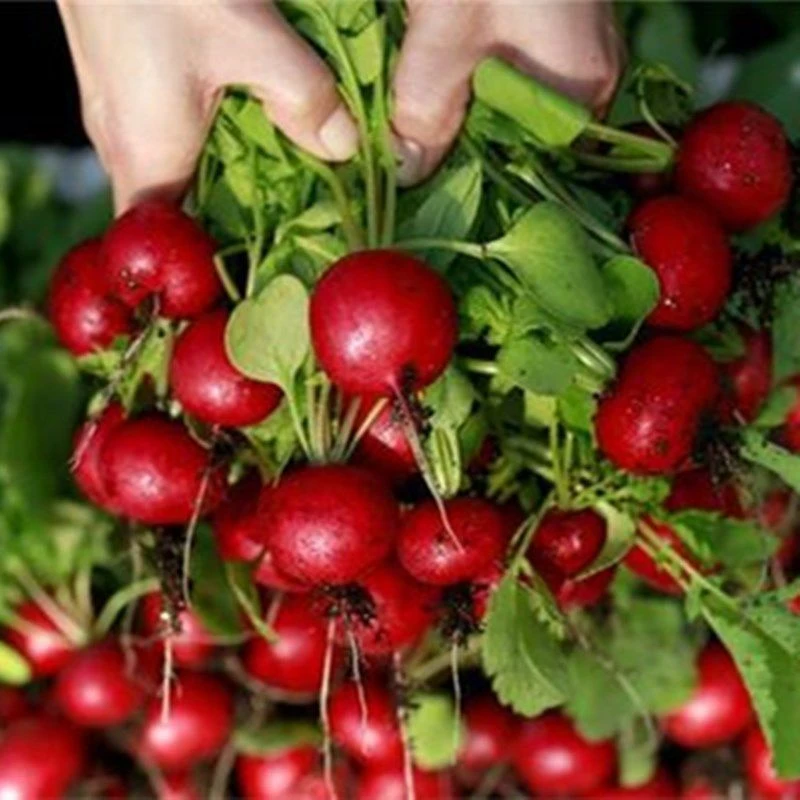 樱桃萝卜种子小红水果萝卜