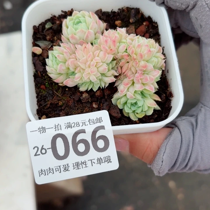 羊脂球缀化多多肉多肉无盆土