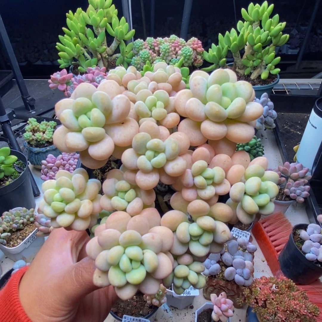 997洛可可多肉10c m