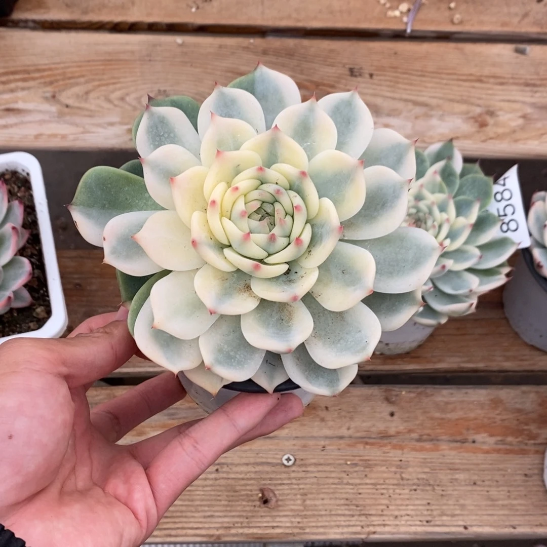 吉娃娃锦多肉植物8585