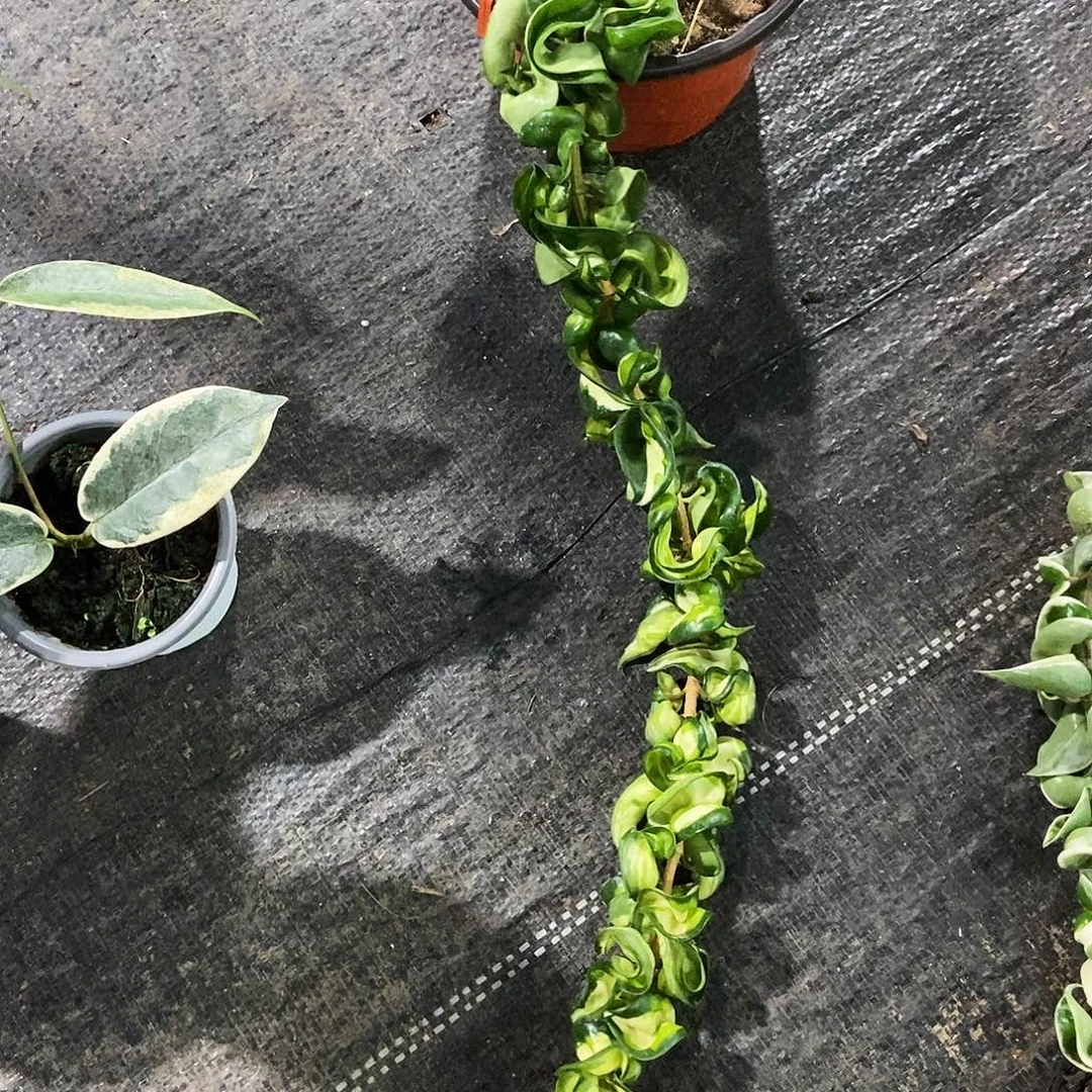 完全开放卷叶内锦180