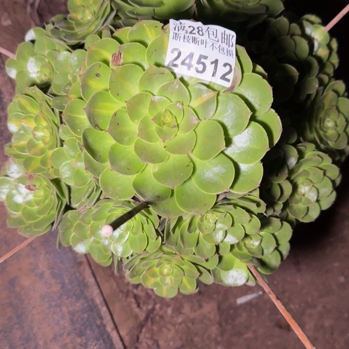 24512抹茶多肉植物
