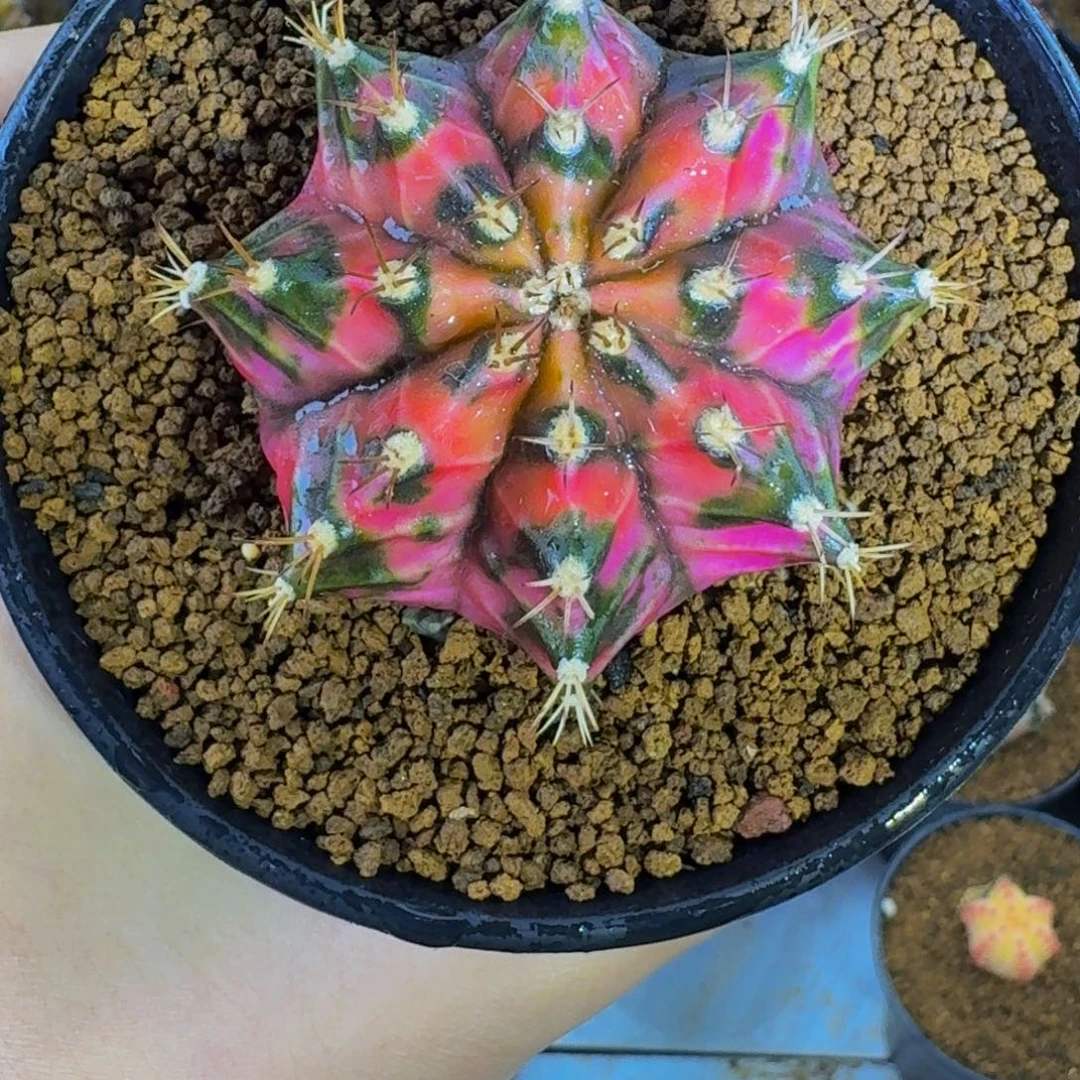 桃花粉穹顶000000006