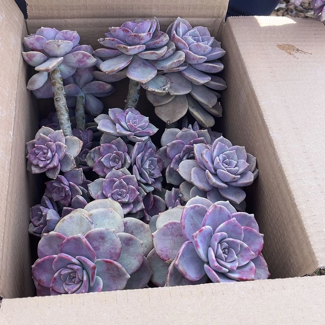 仔***仔39号紫乐断枝断头不售后