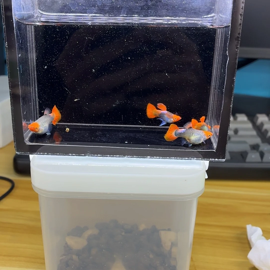 孔雀鱼深海蓝贵族短体两对